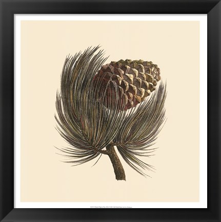 Framed Pignon Pine Print