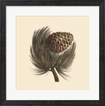 Framed Pignon Pine Print
