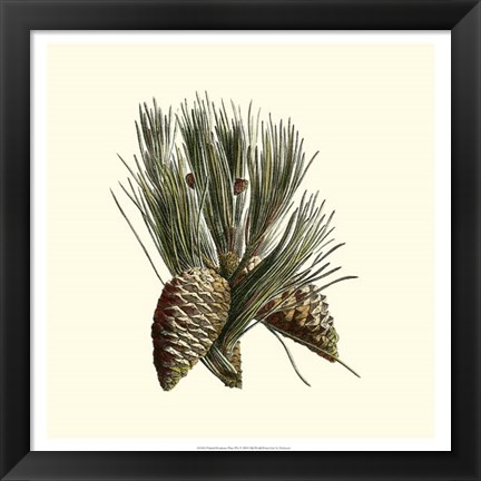 Framed Bordeaux Pine Print