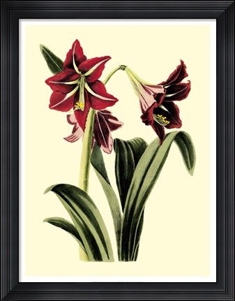 Framed Royal Botanical Study I Print
