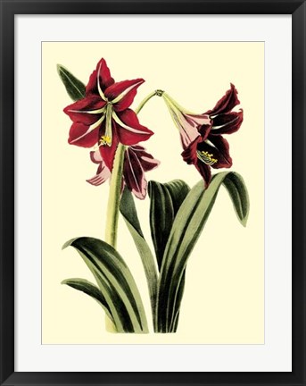 Framed Royal Botanical Study I Print