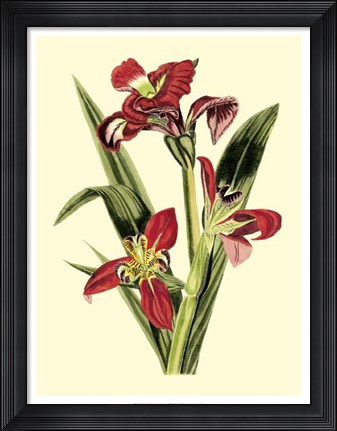 Framed Royal Botanical Study II Print