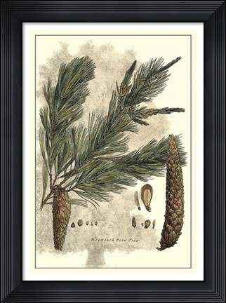 Framed Antique Weymouth Pine Tree Print