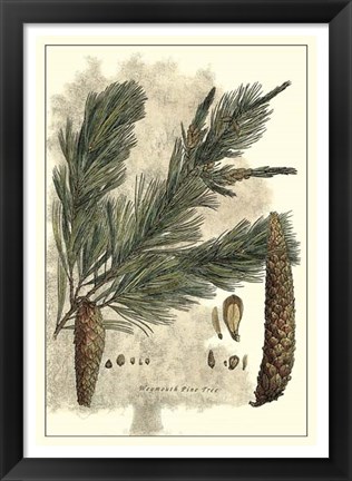 Framed Antique Weymouth Pine Tree Print