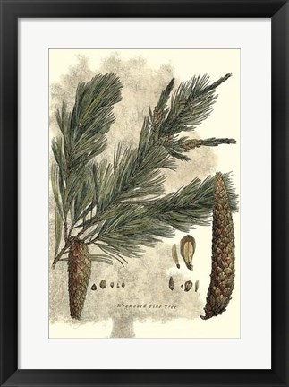 Framed Antique Weymouth Pine Tree Print