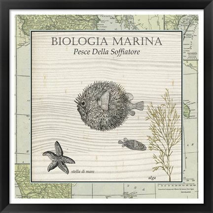 Framed Biologia Marina II Print