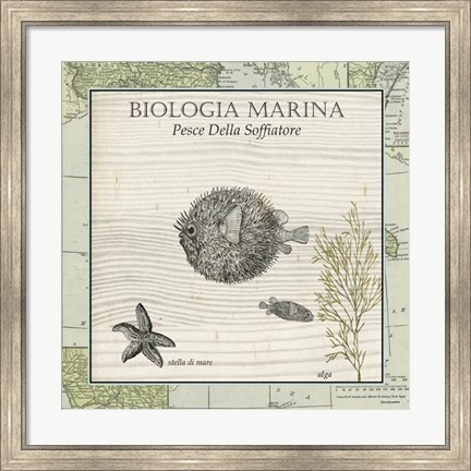 Framed Biologia Marina II Print