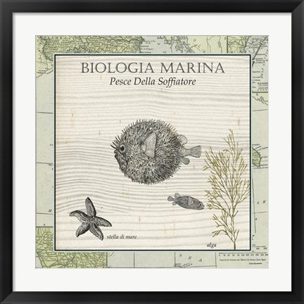 Framed Biologia Marina II Print