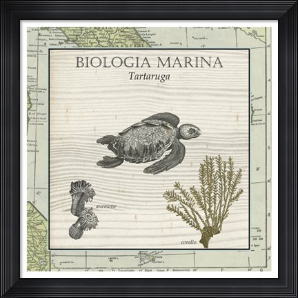 Framed Biologia Marina IV Print