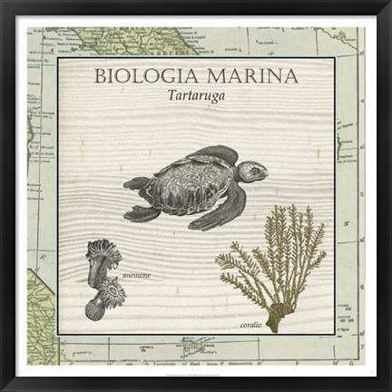 Framed Biologia Marina IV Print