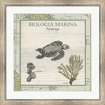 Framed Biologia Marina IV Print