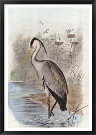 Framed Oversize Common Heron Print