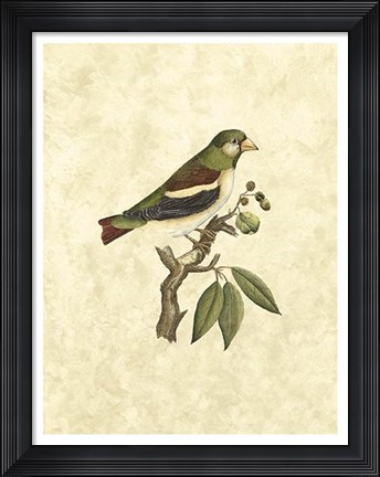 Framed Selby Birds V Print