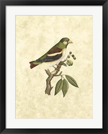 Framed Selby Birds V Print