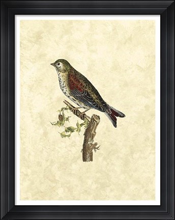 Framed Selby Birds VI Print