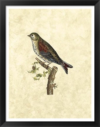 Framed Selby Birds VI Print