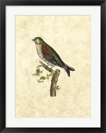 Framed Selby Birds VI Print