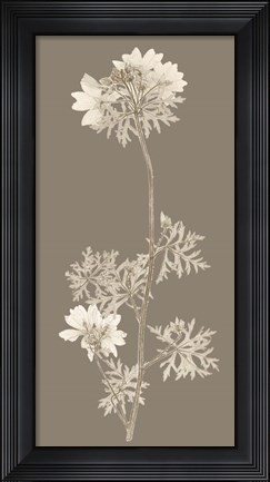 Framed Taupe Nature Study II Print