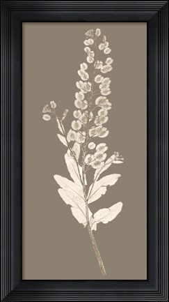Framed Taupe Nature Study III Print
