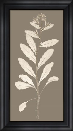 Framed Taupe Nature Study IV Print