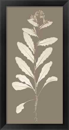 Framed Taupe Nature Study IV Print