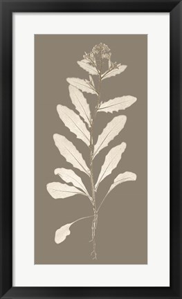 Framed Taupe Nature Study IV Print