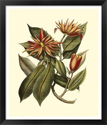 Framed Magnificent Foliage I Print
