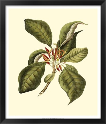 Framed Magnificent Foliage III Print