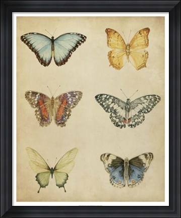 Framed Butterfly Varietal I Print