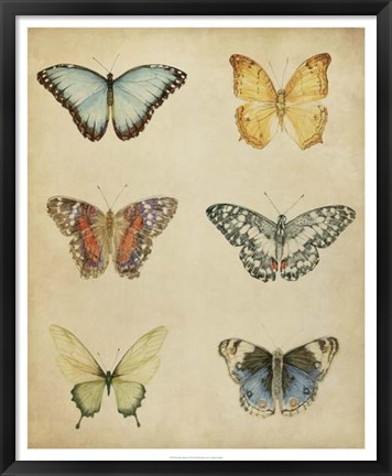 Framed Butterfly Varietal I Print