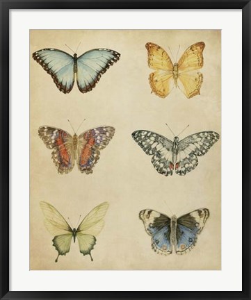 Framed Butterfly Varietal I Print
