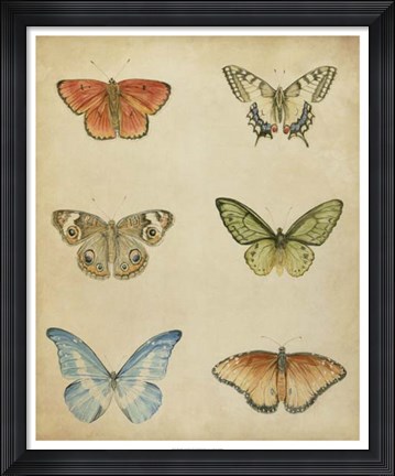 Framed Butterfly Varietal II Print