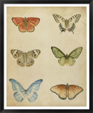 Framed Butterfly Varietal II Print