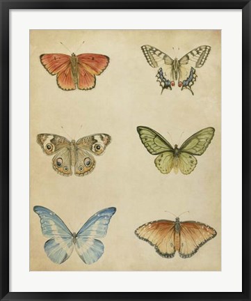 Framed Butterfly Varietal II Print