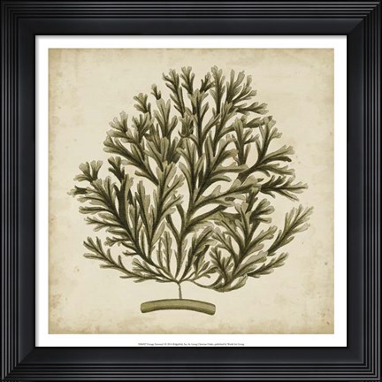Framed Vintage Seaweed I Print