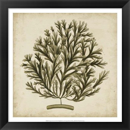 Framed Vintage Seaweed I Print