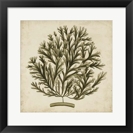 Framed Vintage Seaweed I Print