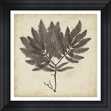 Framed Vintage Seaweed II Print
