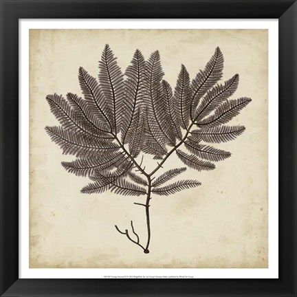 Framed Vintage Seaweed II Print