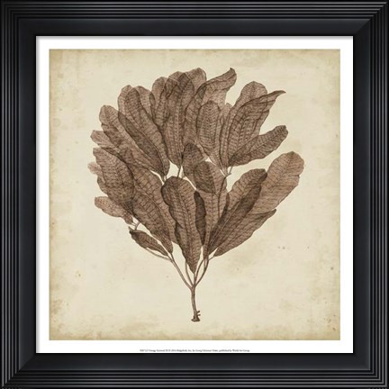 Framed Vintage Seaweed III Print