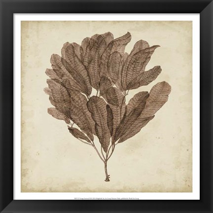 Framed Vintage Seaweed III Print