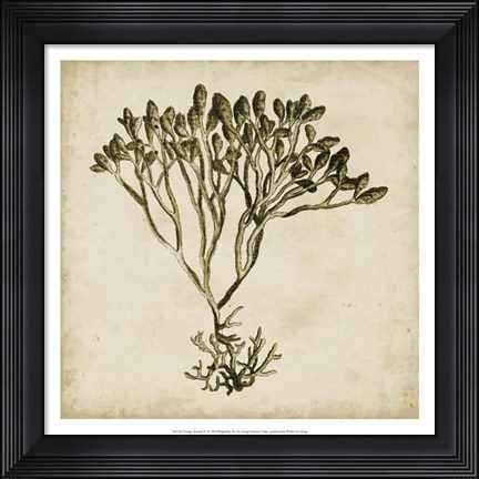 Framed Vintage Seaweed IV Print