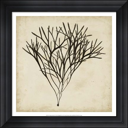 Framed Vintage Seaweed V Print