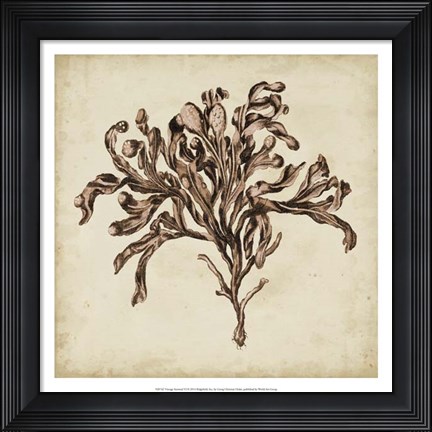 Framed Vintage Seaweed VI Print
