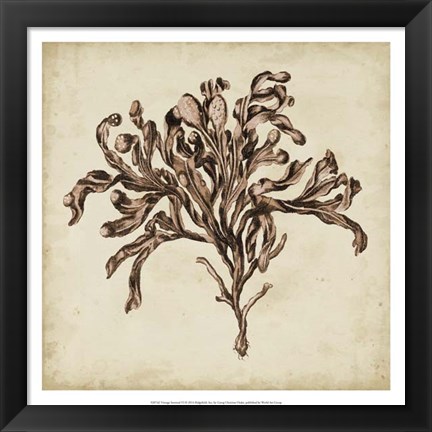 Framed Vintage Seaweed VI Print