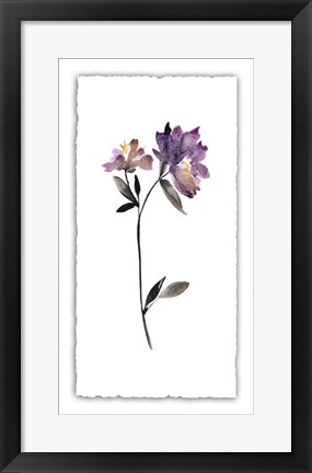 Framed Floral Watercolor III Print