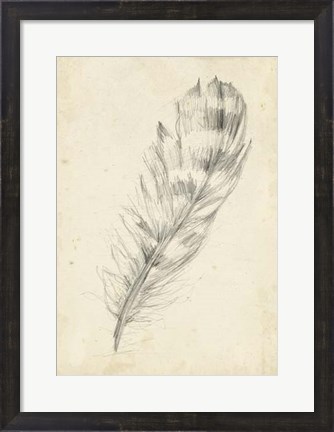 Framed Feather Sketch II Print