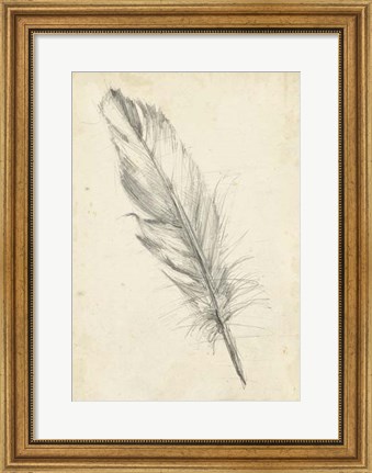 Framed Feather Sketch III Print