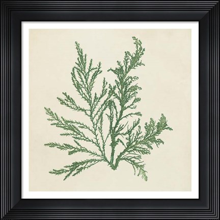 Framed Chromatic Seaweed I Print