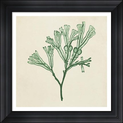 Framed Chromatic Seaweed IV Print